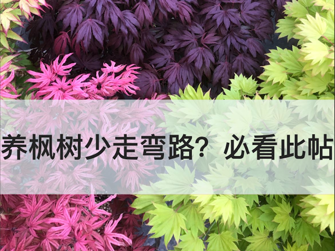 养枫树少走弯路?必看此贴哔哩哔哩bilibili