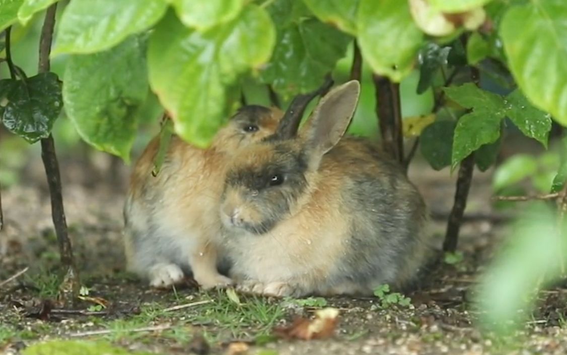 【兔子/大久野岛】治愈!在躲雨的野生兔子
