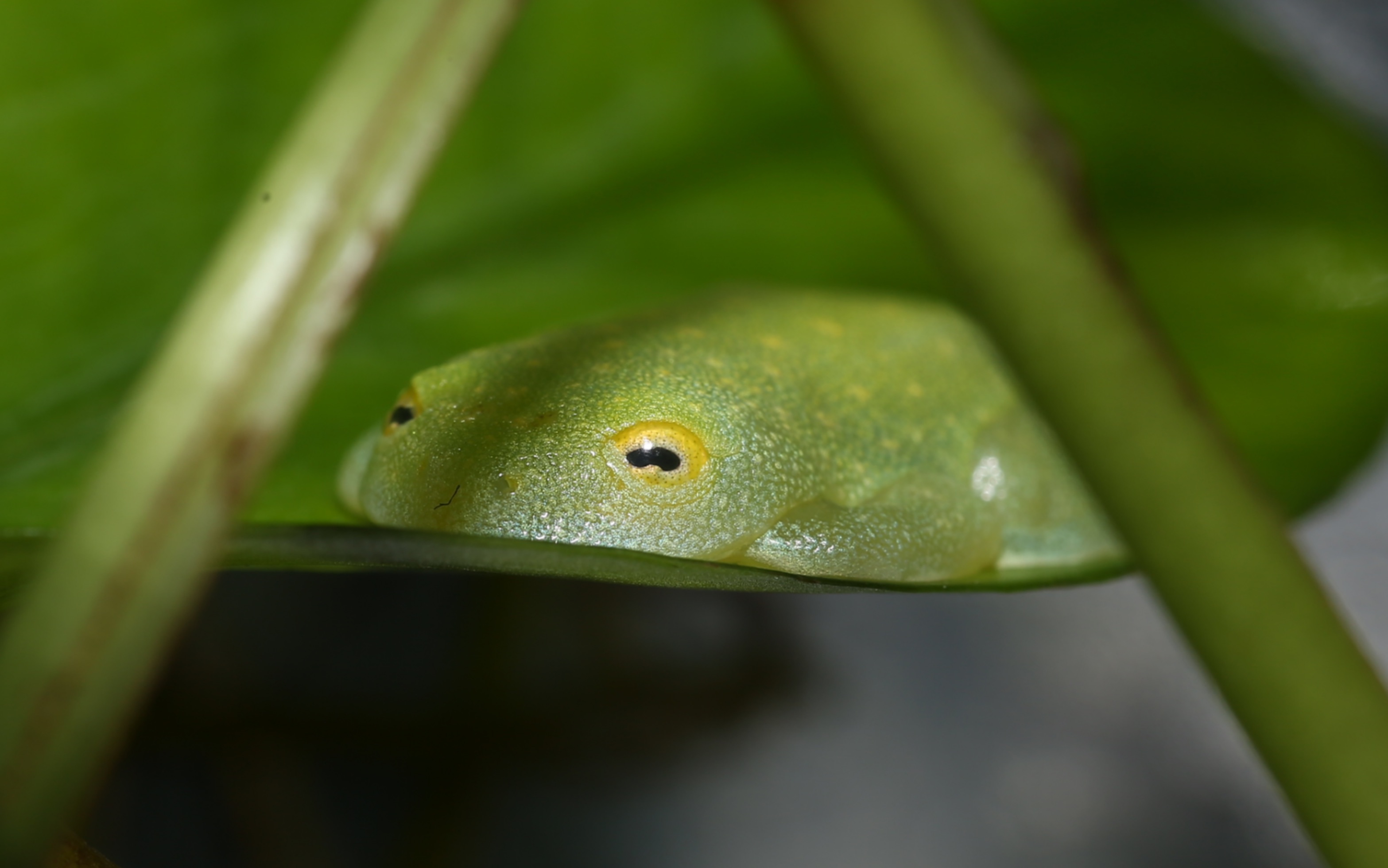 黄点玻璃蛙hyalinobatrachium fleischmanni