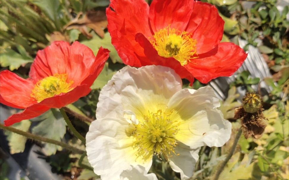 桥头七彩花田,路边的野花不要摘!
