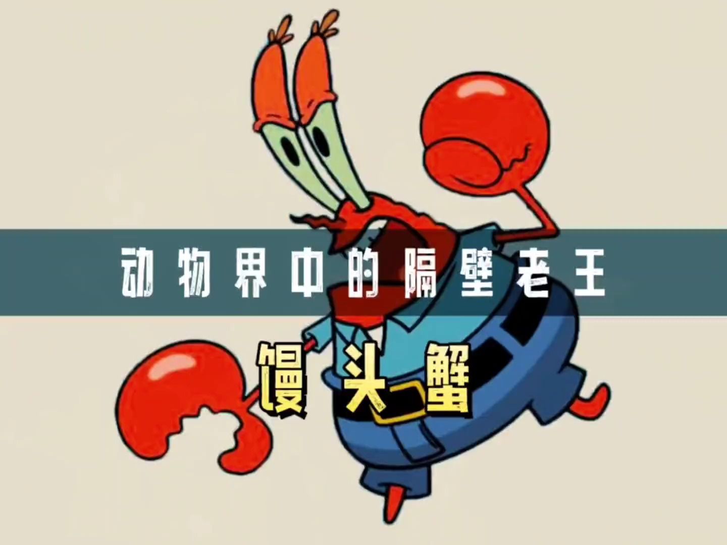 馒头蟹 #涨见识 #奇闻趣事 #动物世界看人生百态 #科普一下 #涨知识