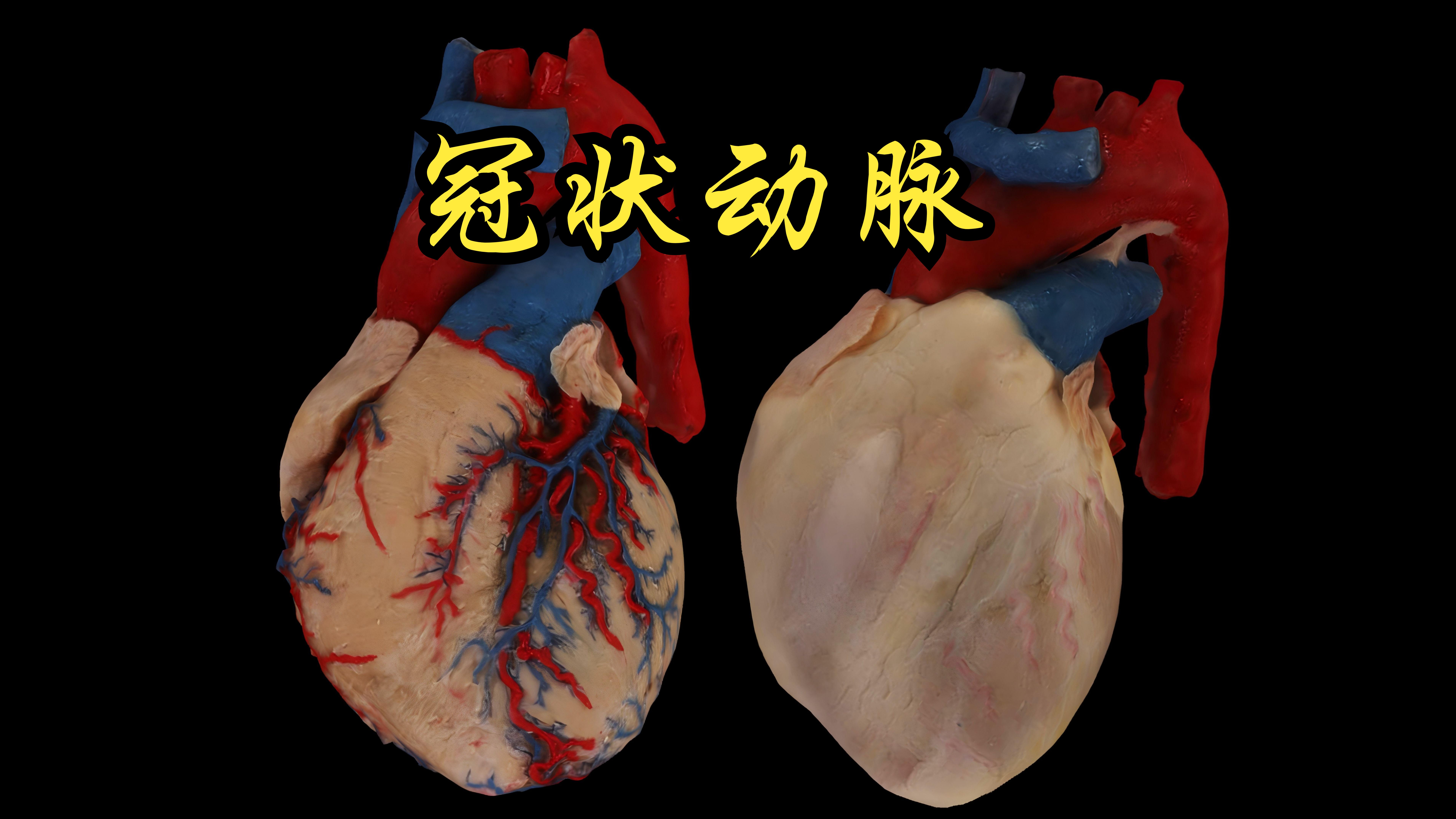 冠状动脉，心脏的供血动脉