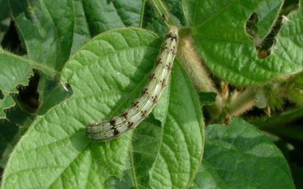 高三生的离谱,螟蛉有子,蜾蠃负之