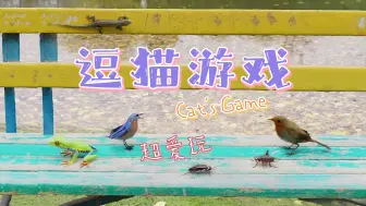 Download Video: 逗猫游戏 / 猫咪玩疯了 / n多猫亲测有效