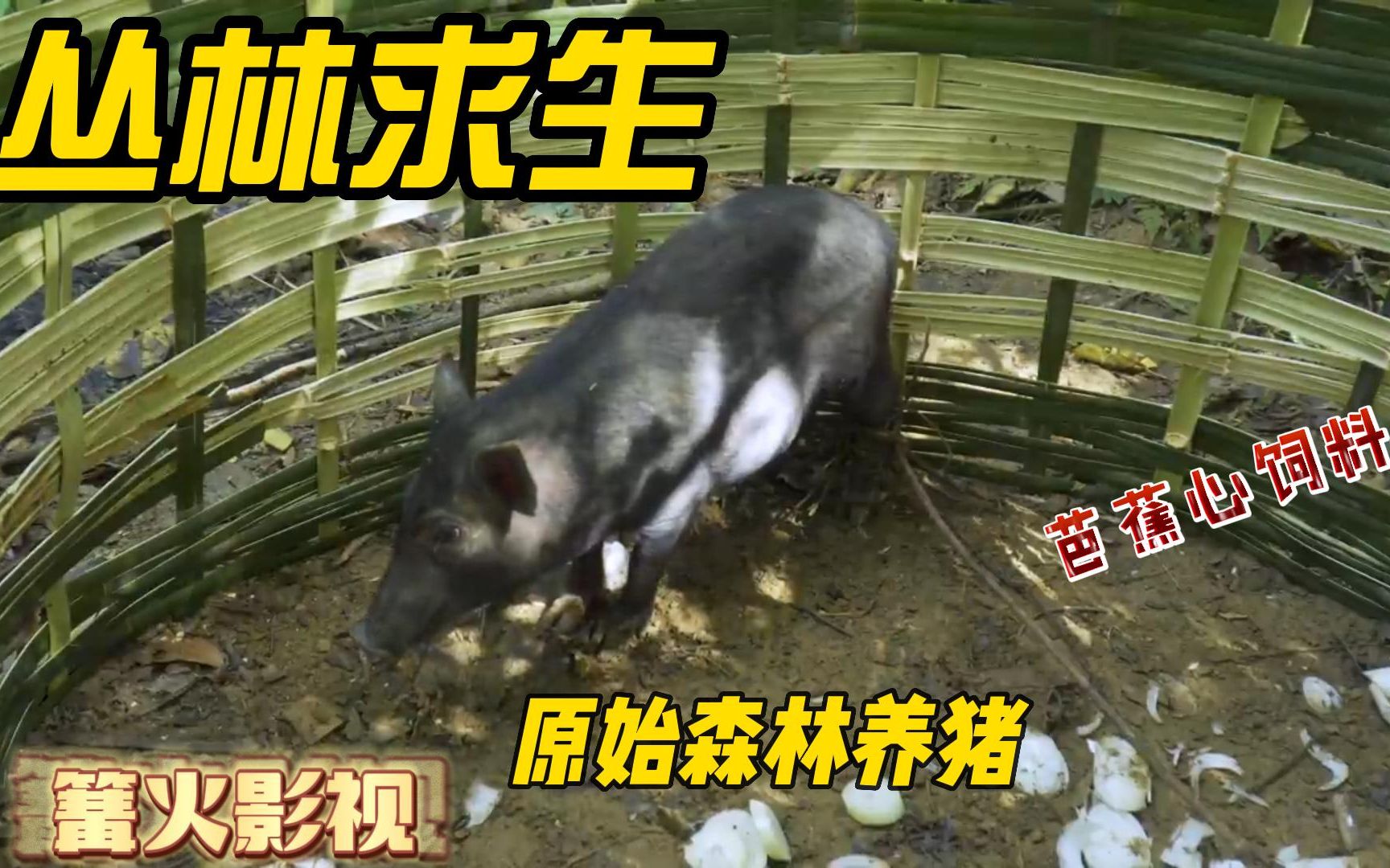 荒野生存养猪图片