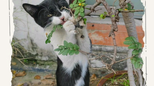 苏派盆景工艺大师!