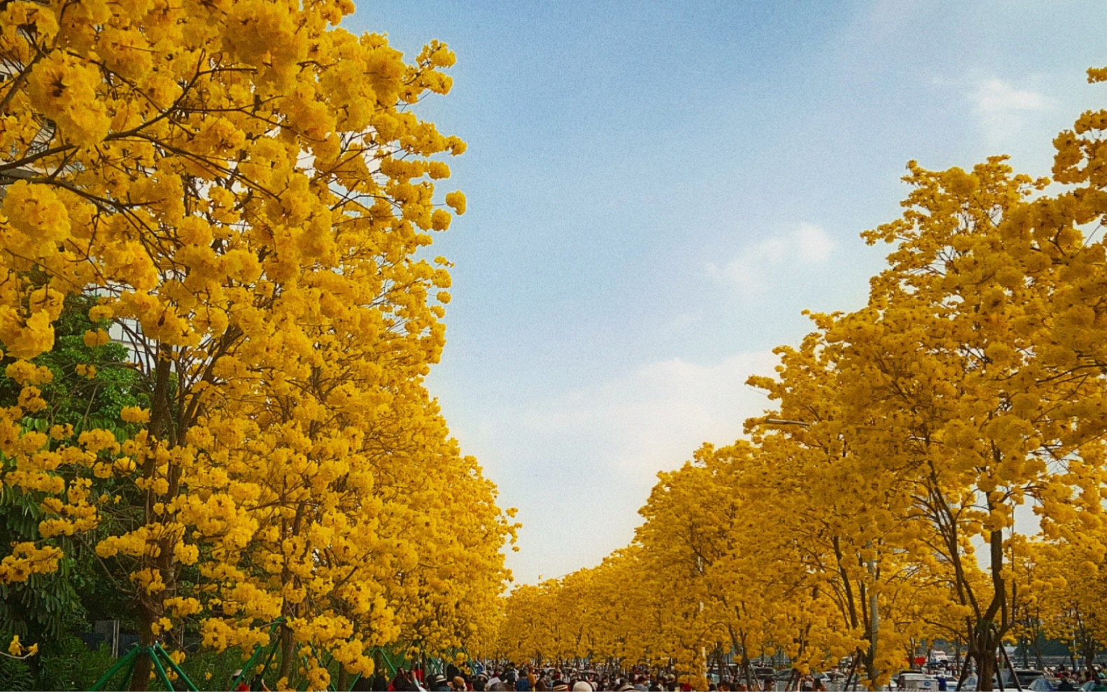 驾车观景广州路两侧的黄花风铃木