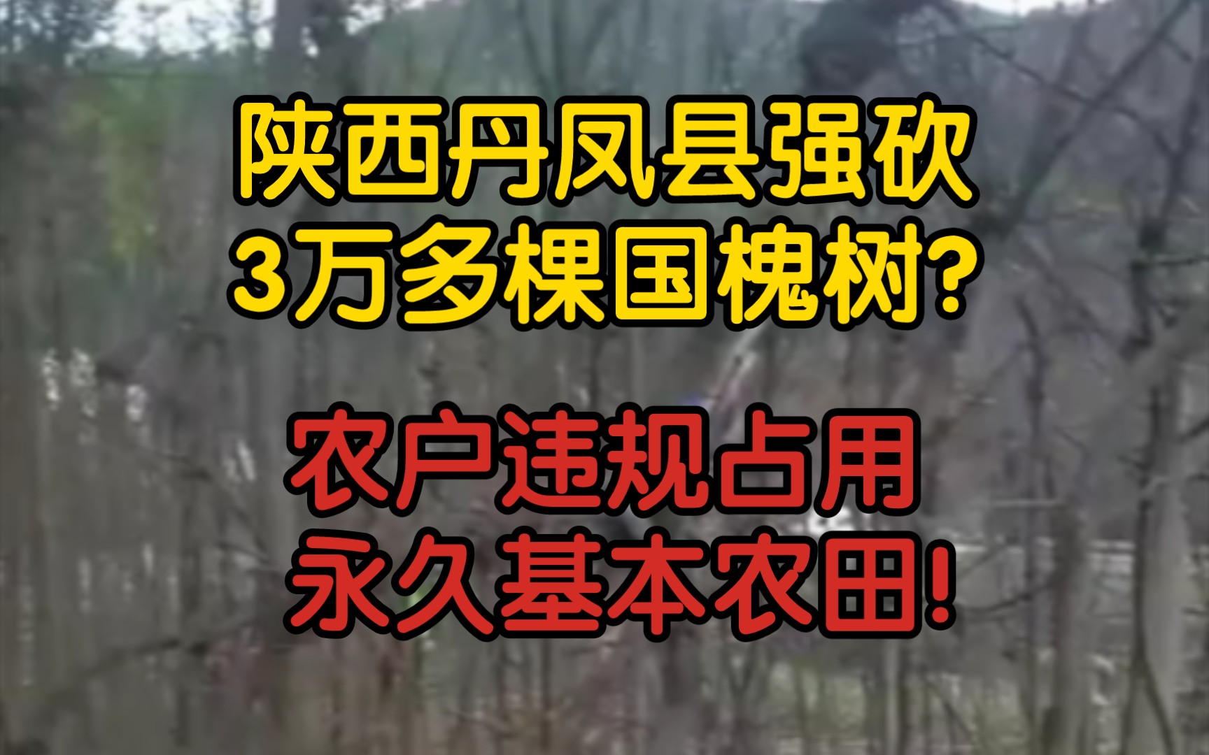 【前因后果】陕西丹凤县强砍3万多棵国槐树?其实是农户违规占用永久基本农田!哔哩哔哩bilibili