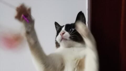 雪靴猫 雪鞋猫 姬旦vs球 哔哩哔哩 つロ干杯 Bilibili 雪靴猫 雪鞋猫 姬旦vs球 哔哩哔哩 つロ干杯 Bilibili