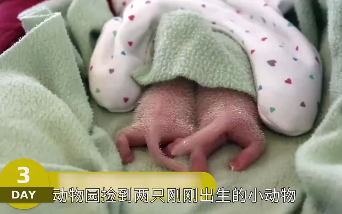 动物园捡到2只刚出生的小动物,饲养员决定把它们养大看看