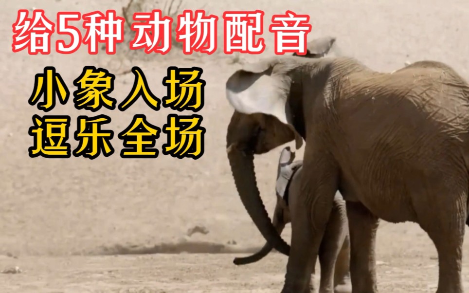 动物搞笑配音解说:鳄鱼吃羚羊,让河马搅黄了,大象又过来搞事情_哔哩