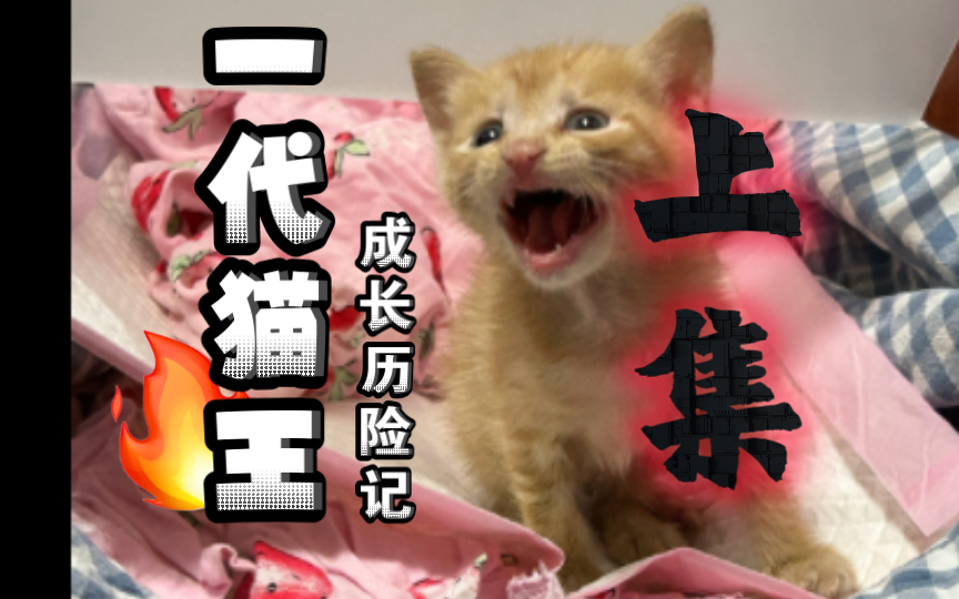 [图]【从零开始小猫成长日记】无经验情况下入手小奶猫