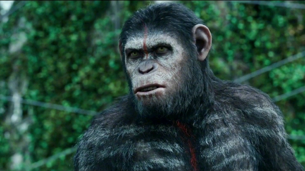 这是我见过最帅的猩猩,没有之一