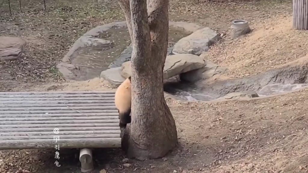 活动作品大熊猫福宝爬树还带翻跟头的