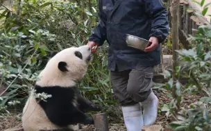 Скачать видео: 不论花花的动作有多慢，谭爷爷都会耐心地等她，最好的谭棉花呀！