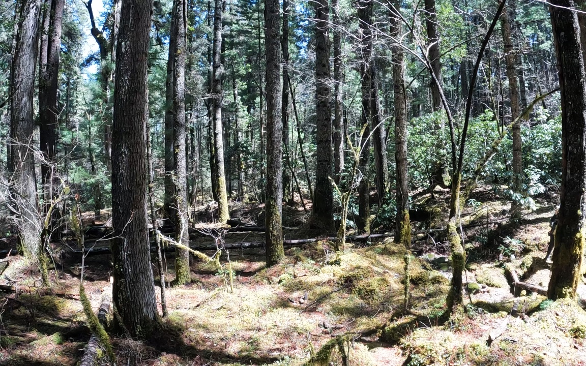 林芝波密岗云杉林沉浸式短时徒步