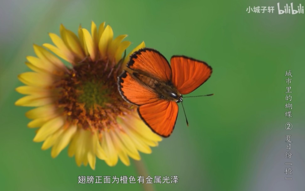 [图]自制昆虫纪录片：《城市里的蝴蝶》第二集《夏日纷“橙”》