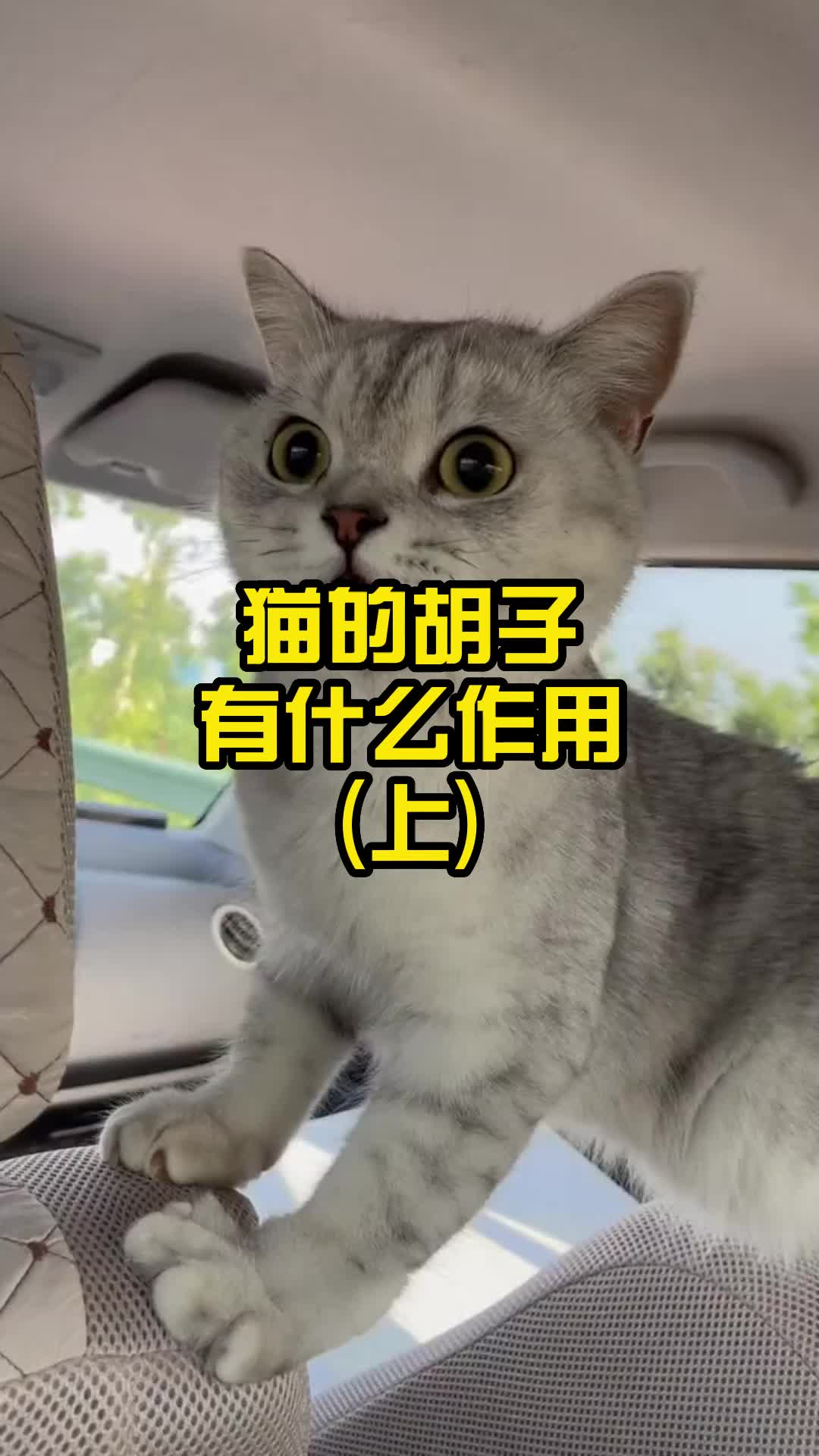 猫的胡子有什么作用?(上)哔哩哔哩bilibili