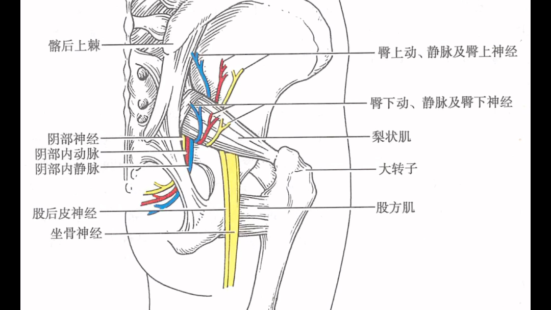 臀部血管神经分布图图片