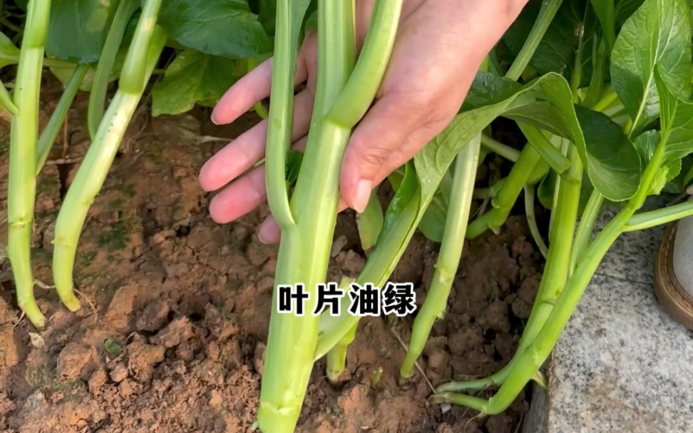 這個菜心好吃又高產,種它生長快,採收時間長