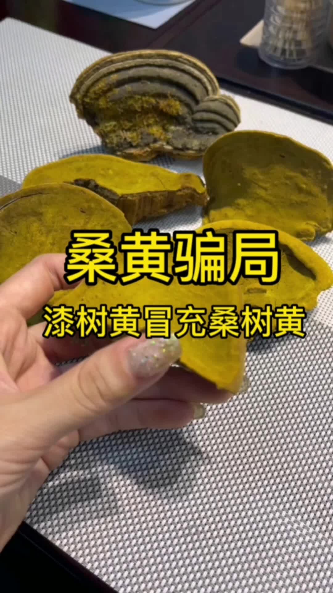 又一桑黄骗局!怎样区分辨别桑树桑黄和漆树黄?哔哩哔哩bilibili