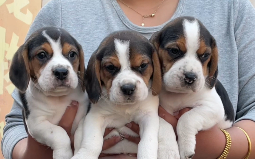 比格犬在狗市多少钱能买到?