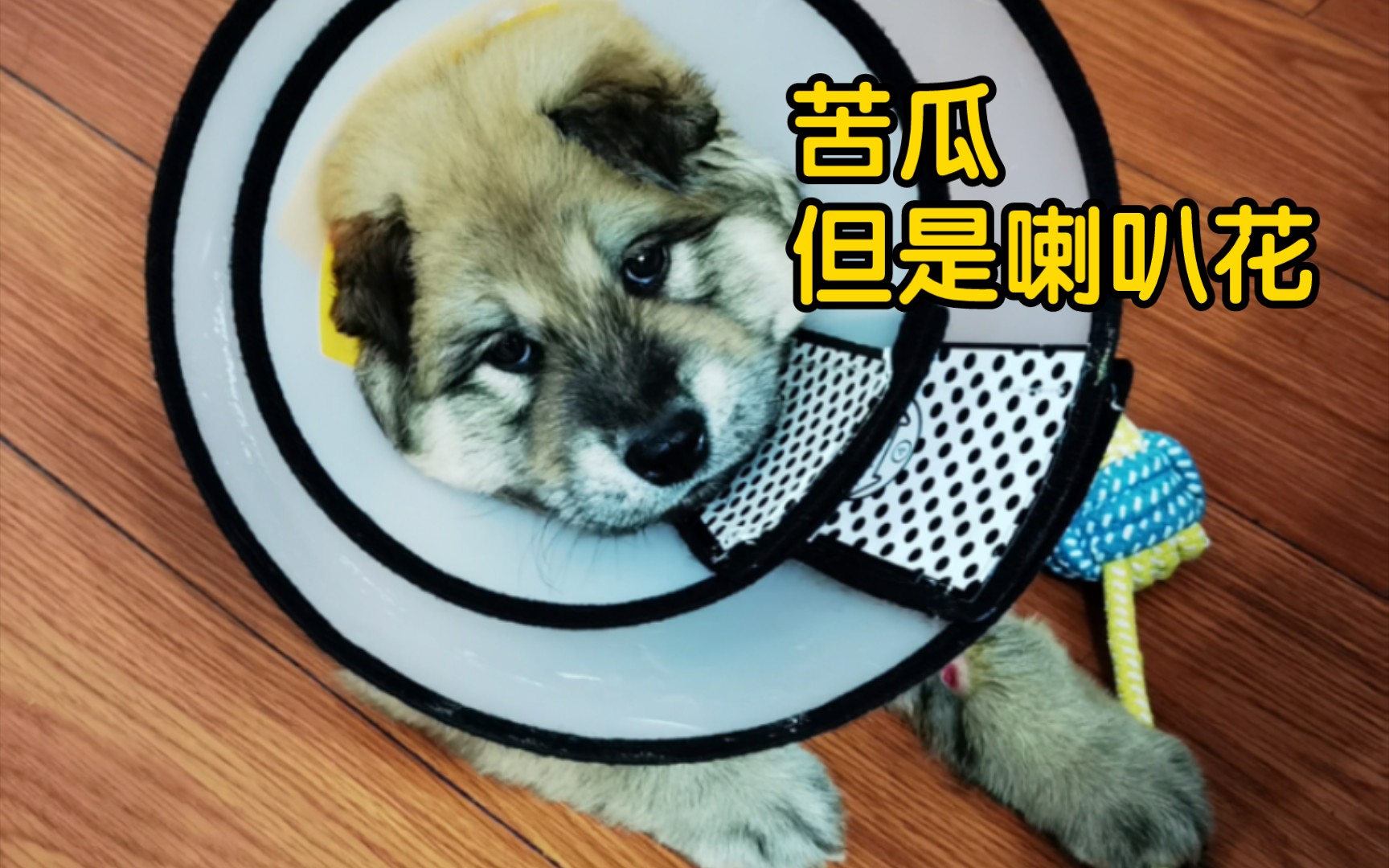 臭瓜到家一周啦