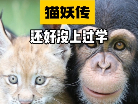 猫妖传 还好它们没上过学哔哩哔哩bilibili