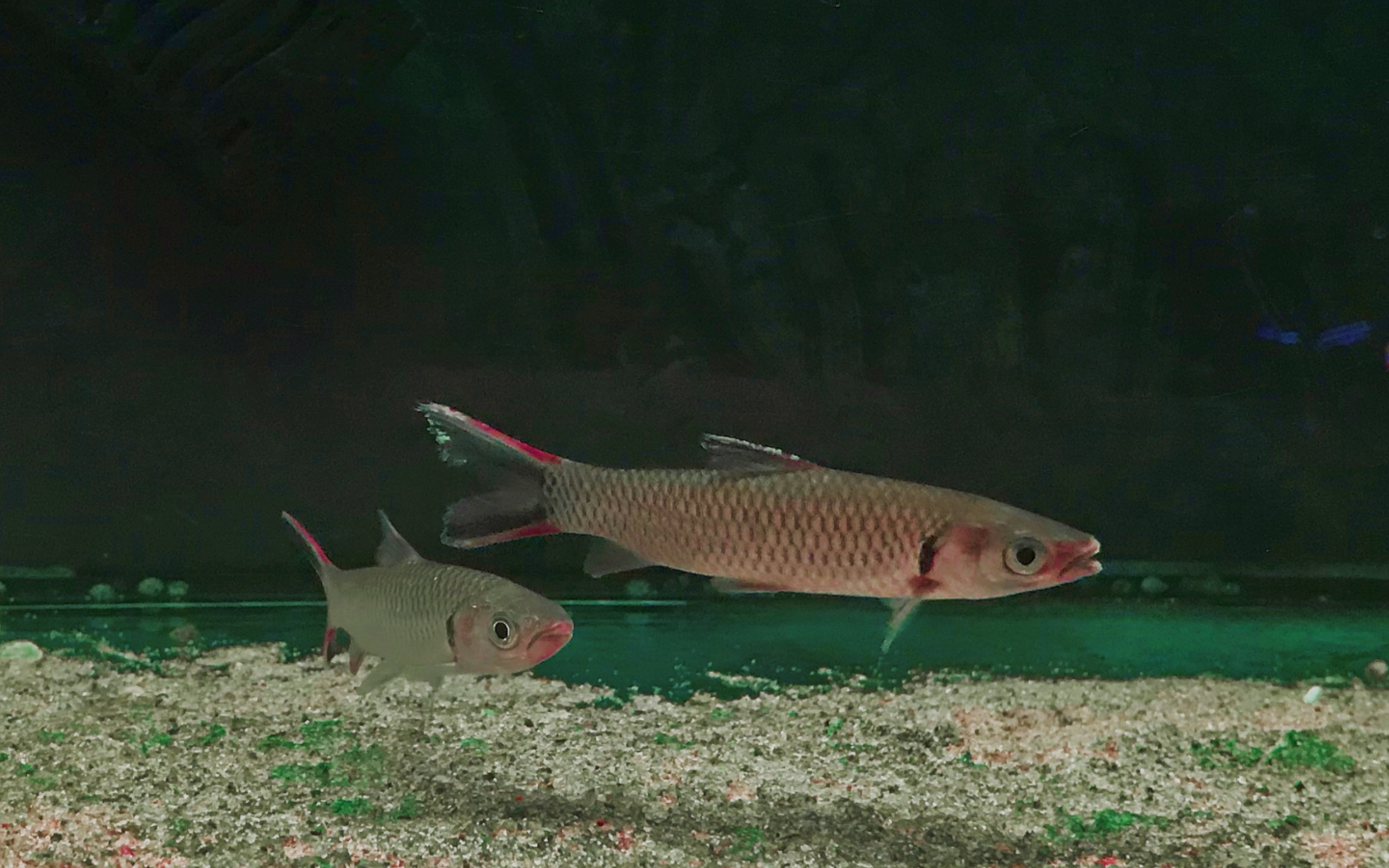 【新鱼入缸第17期】鲤科观赏鱼的顶级颜值:森达隆血鲤(黑苏丹)过水入