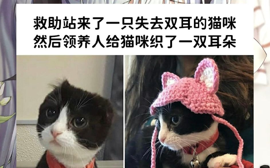 猫狗梗图3 早啊朋友!要不要用猫猫梗图来迎接新的一天呀o(*￣▽￣*)ブ哔哩哔哩bilibili