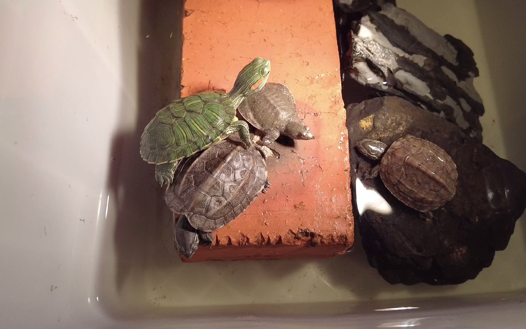 草龟,巴西龟和鳖一起晒背