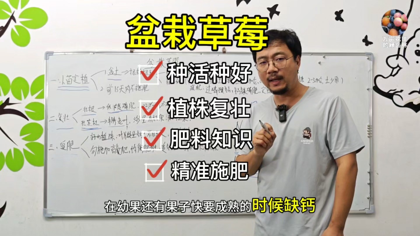 盆栽草莓种植讲堂:新手都可以把草莓种活和种好,详解教程来了哔哩哔哩bilibili