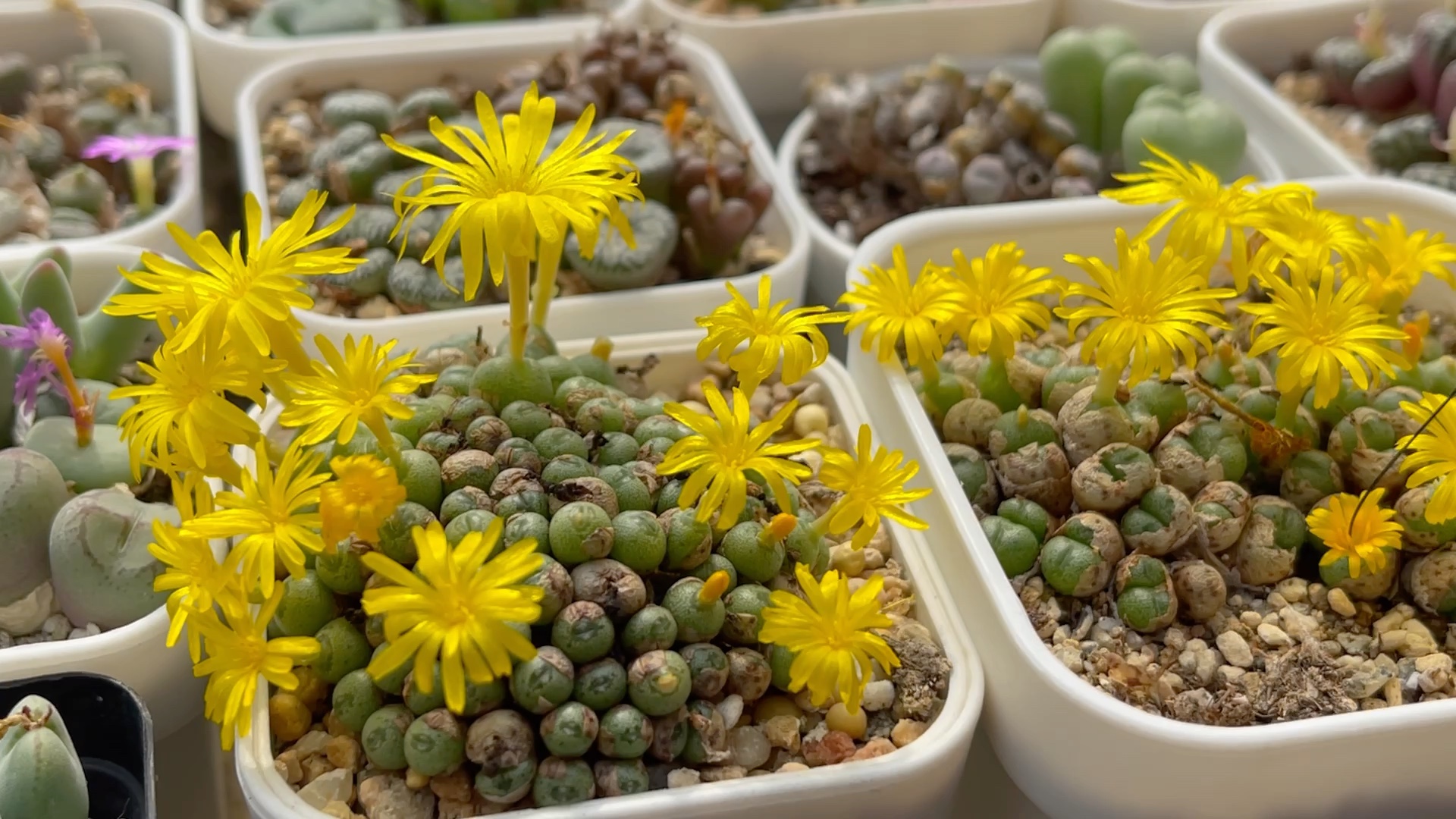 多肉植物 肉锥花 黄花小海豚 开花授粉记录_哔哩哔哩_bilibili