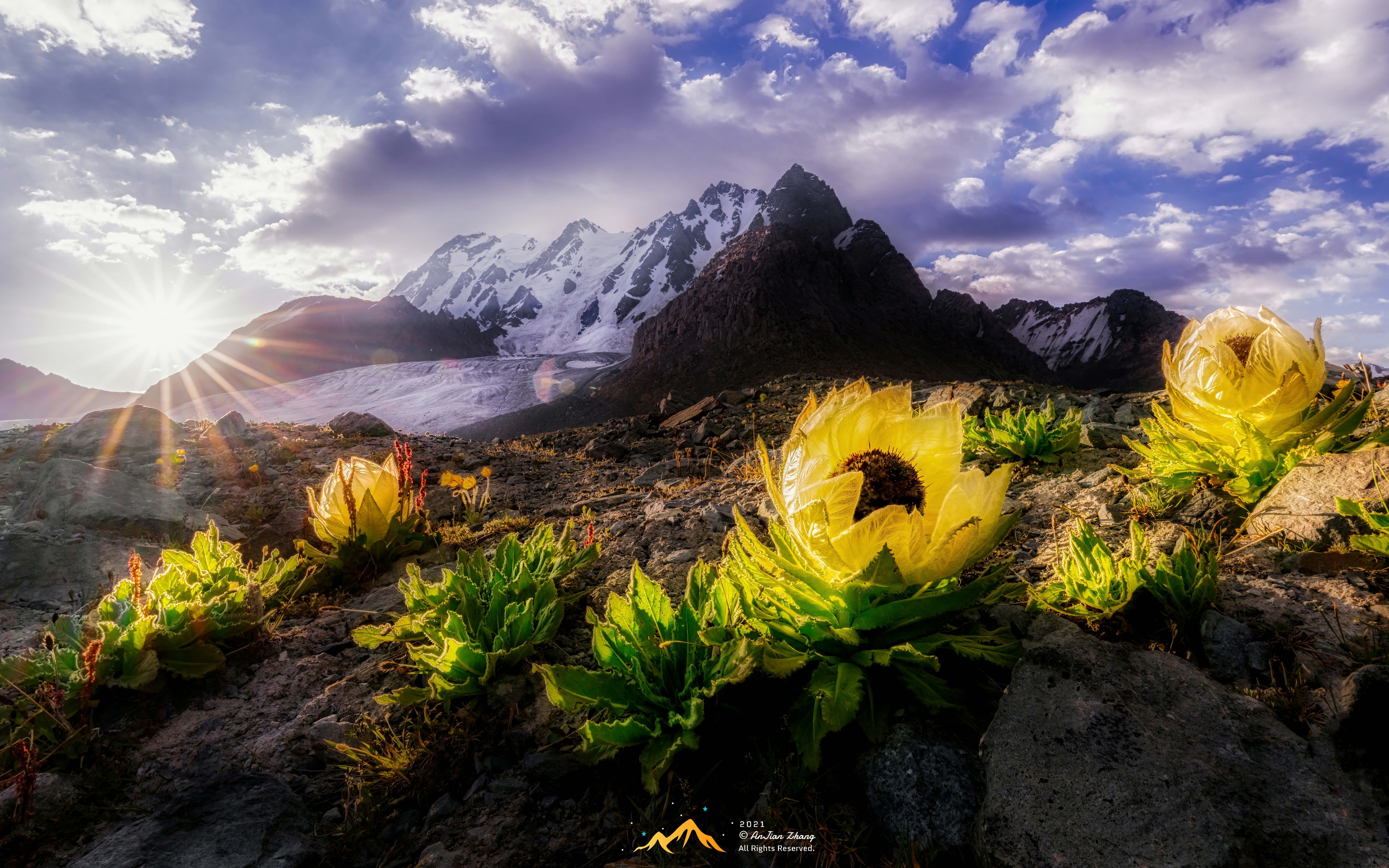 当 阳光照耀雪莲【4k】