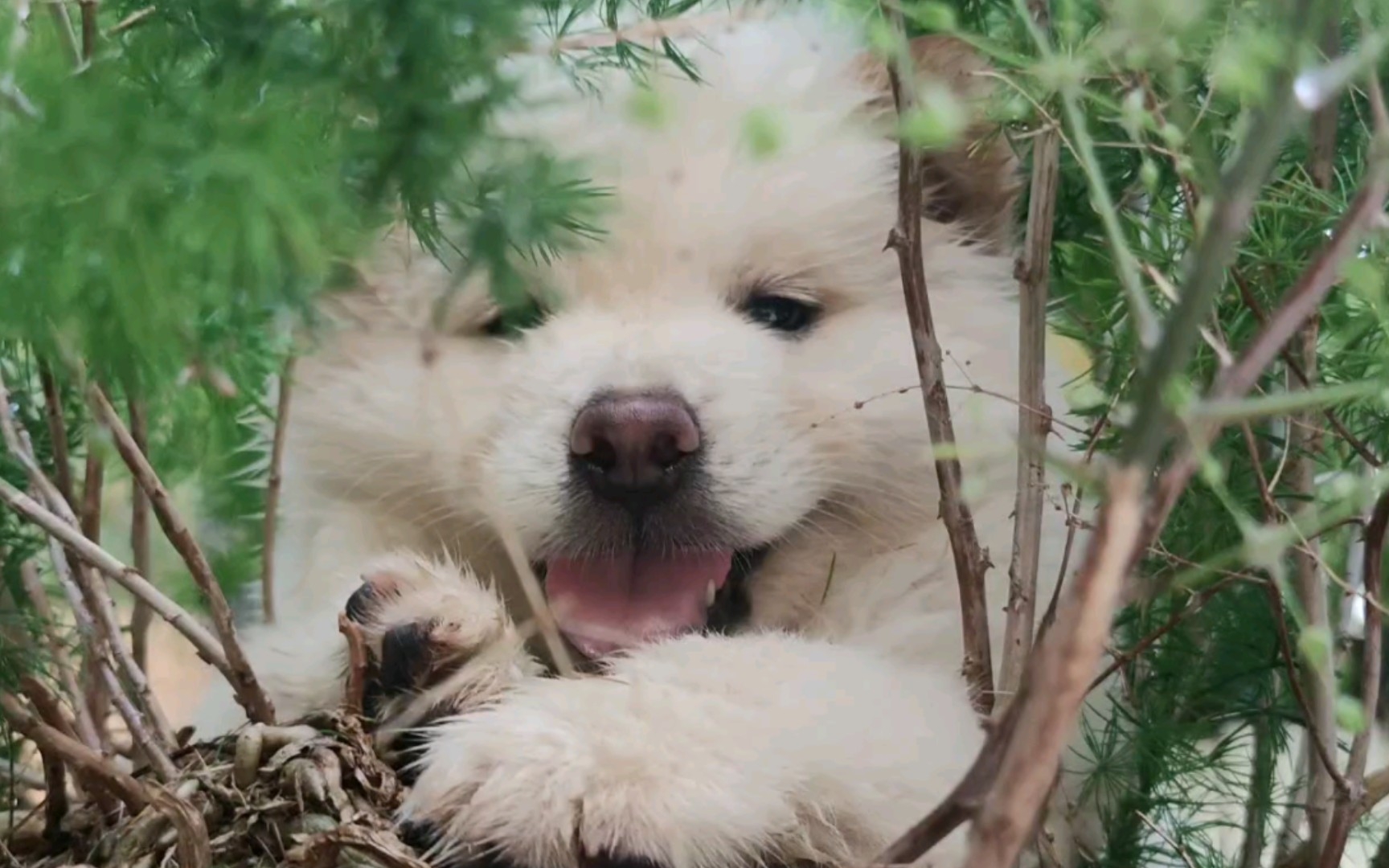 可爱白土松就是小精灵,中华田园犬是我最爱.