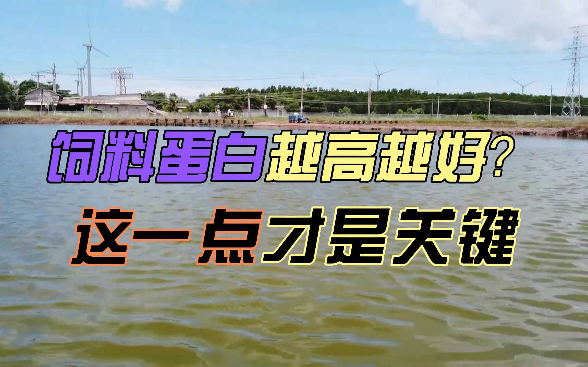 水产养殖中,饲料蛋白越高越好?老养殖户告诉你,这一点才是关键!哔哩哔哩bilibili