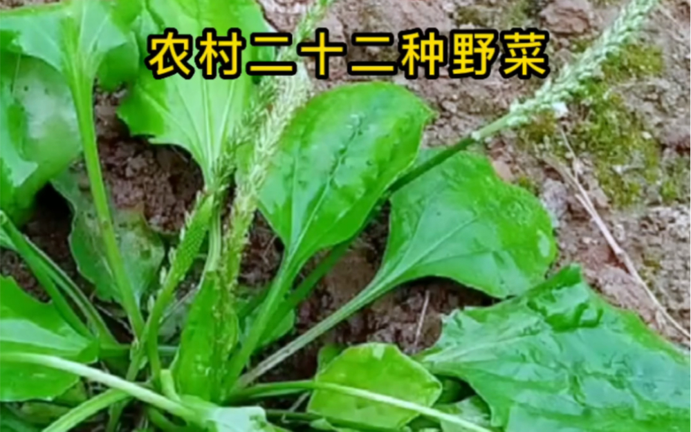 农村常见的二十二种野菜,看看你认识多少哔哩哔哩bilibili