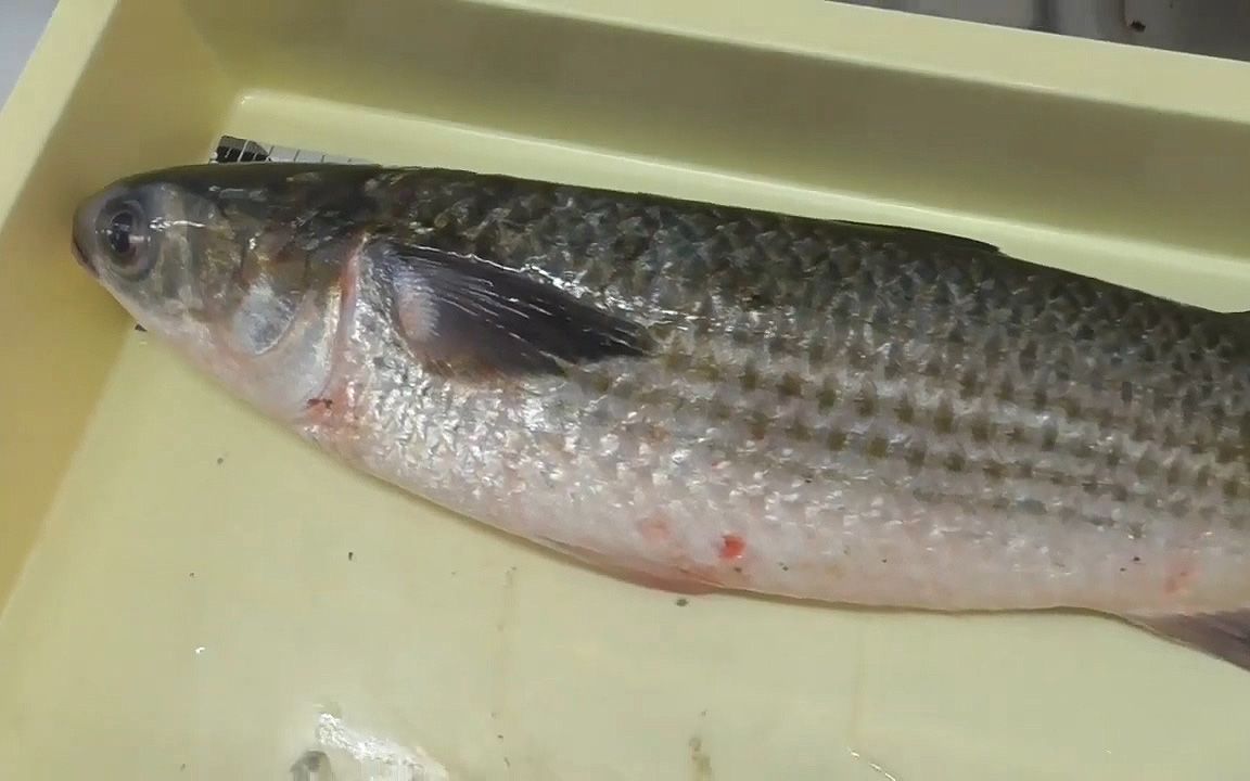 长得像草鱼的海鱼,裹上面粉炸至金黄,酥脆!_哔哩哔哩_bilibili