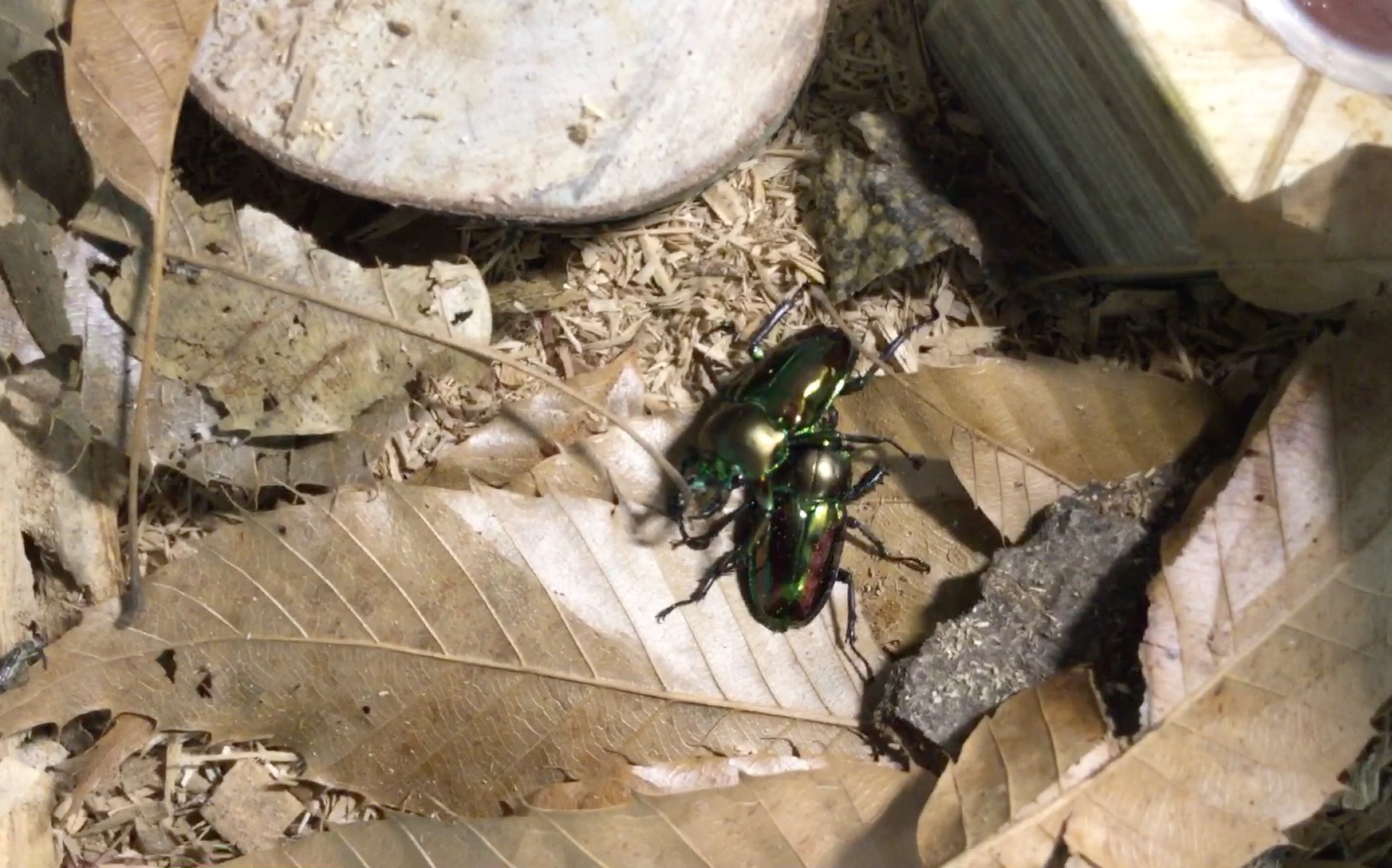 波丽菲梦斯花金龟