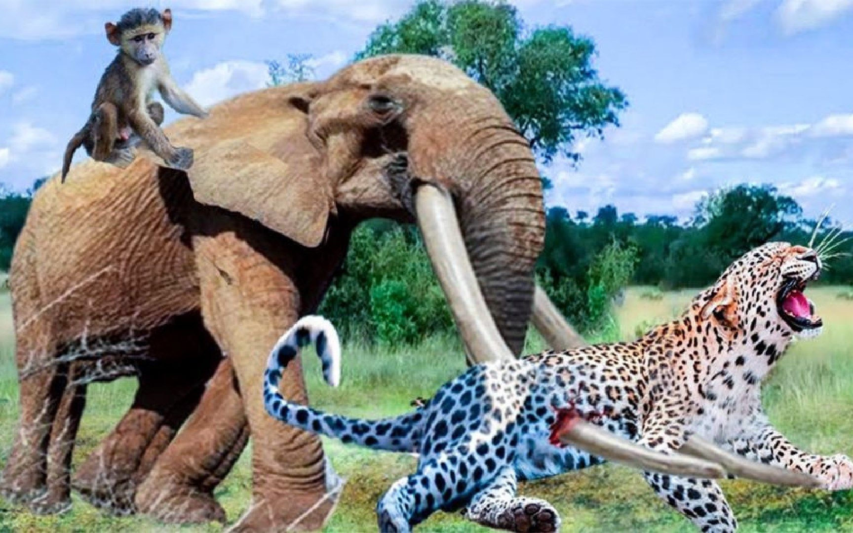 大象和猴子之间的友谊多么美好!勇敢的大象攻击花豹以拯救小猴!