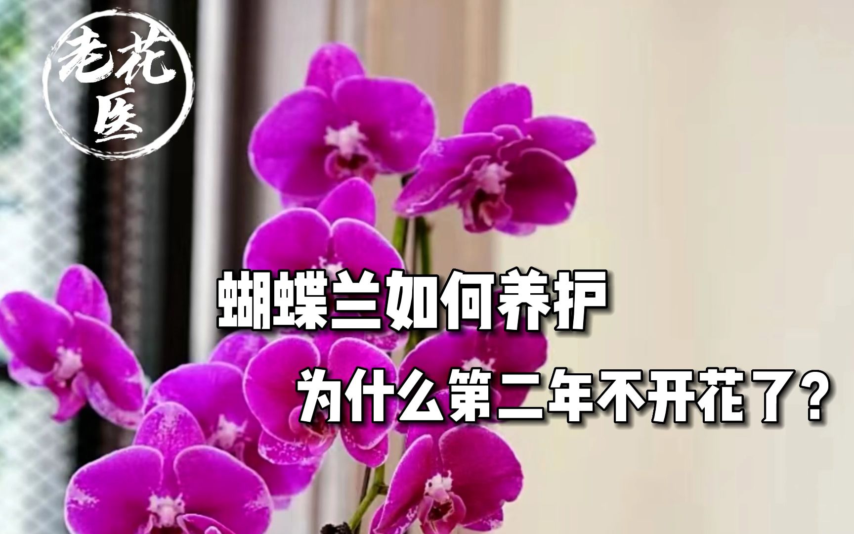 蝴蝶兰如何养护?为什么第二年不开花了?哔哩哔哩bilibili