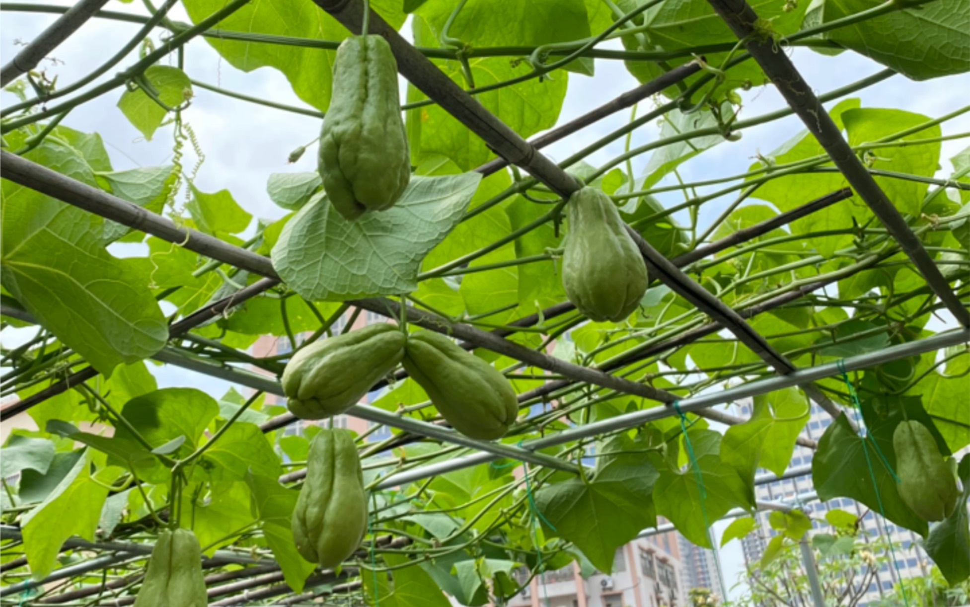 佛手瓜肉眼可见长大了不少!