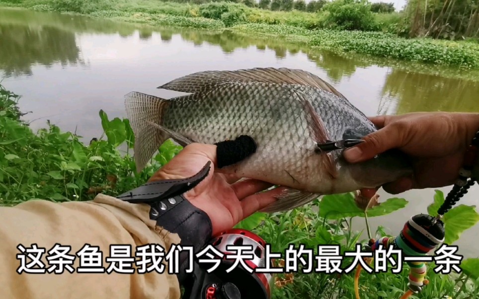 捕鱼达人野河里弹弓射鱼,今天运气真不错,连上两斤大罗非鱼!