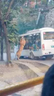 Скачать видео: 动物园内一老虎压住观光大巴狂舔车窗，现场群众惊叫：超有压迫感