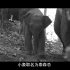 【动物保护】看哭了，每头大象都要经历这样残酷的驯养（中字）（超感人）