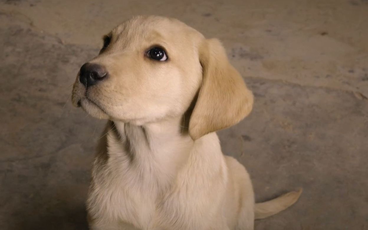 忠爱无言国内农村版忠犬八公高分催泪好剧