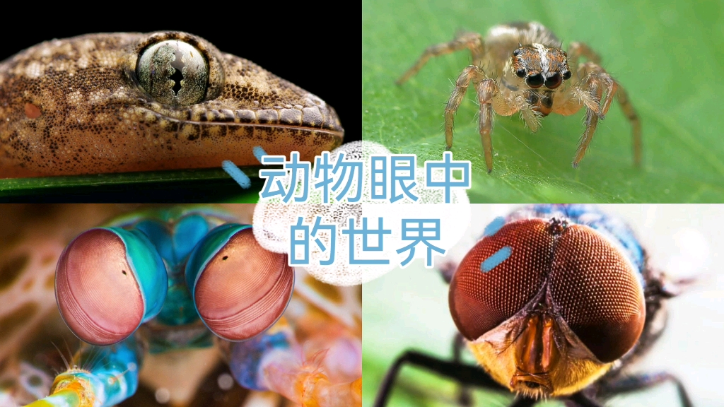 动物眼中的世界