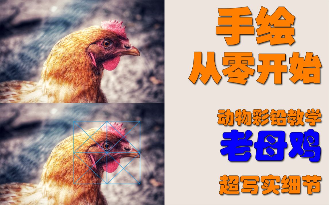 【彩铅从零开始】日常彩铅训练之-老母鸡