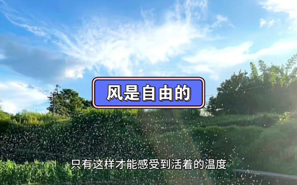 向往风一样的自由