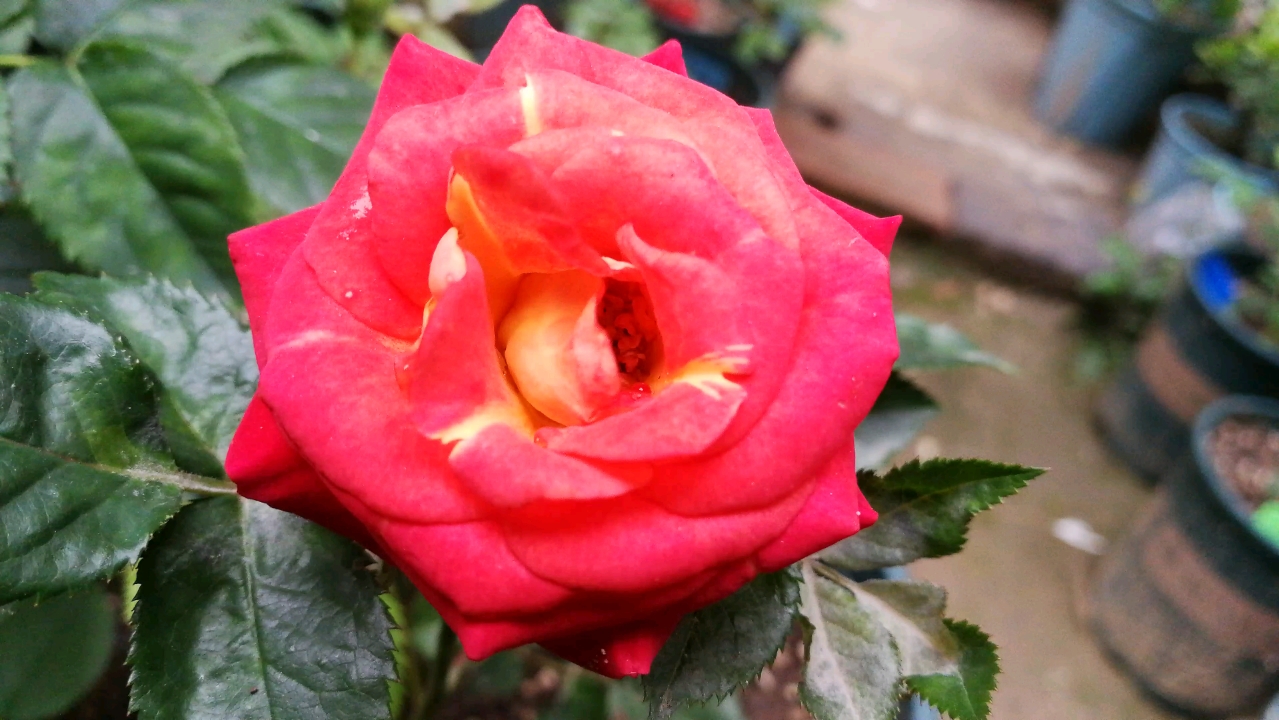 【月季品种:双鱼座】星座系列阳台月季,红边黄芯复色花朵,花径6-8厘米